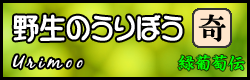 野生のうりぼう